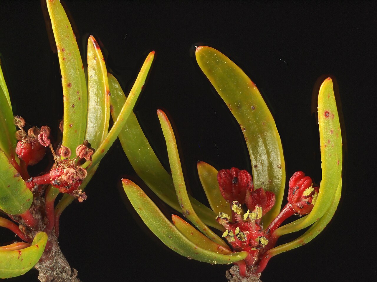 Red shrubby-spurge: Tetracoccus dioicus— Parry's tetracoccus. Included in the CNPS Inventory of Rare and Endangered Plants on list 1B.2 (rare, threatened, or endangered in CA and e