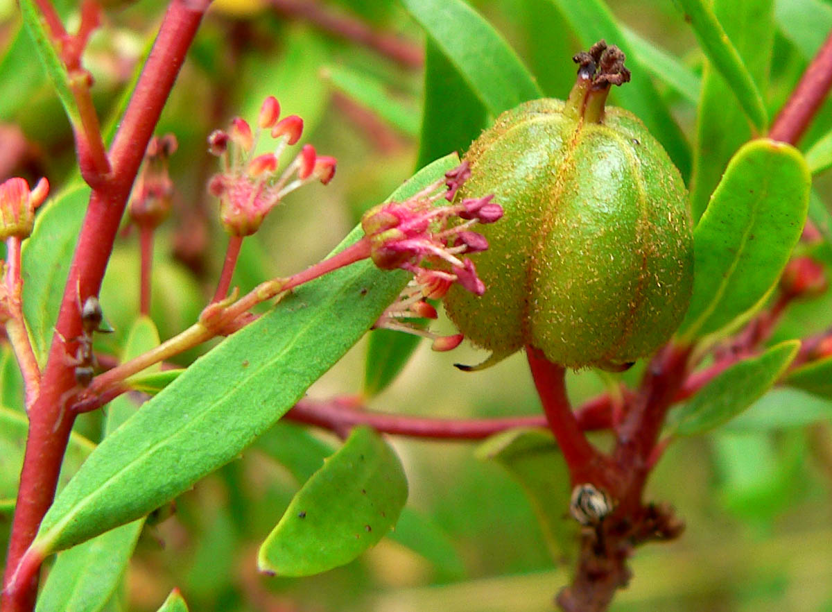 Red shrubby-spurge: Photo of Tetracoccus dioicus at the Regional Parks Botanic Garden