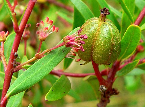 Red shrubby-spurge: Photo of Tetracoccus dioicus at the Regional Parks Botanic Garden
