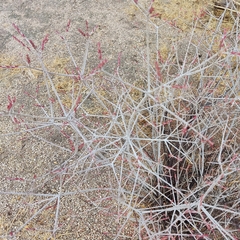 Tetracoccus fasciculatus (Tetracoccus fasciculatus)