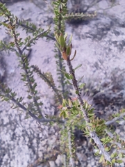 Tetracoccus fasciculatus (Tetracoccus fasciculatus)