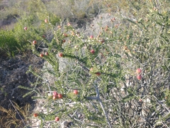 Tetracoccus fasciculatus (Tetracoccus fasciculatus)