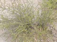 Tetracoccus fasciculatus (Tetracoccus fasciculatus)