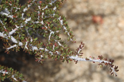 Hall's shrubby-spurge (Tetracoccus hallii)