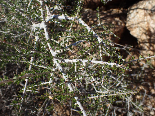 Hall's shrubby-spurge (Tetracoccus hallii)