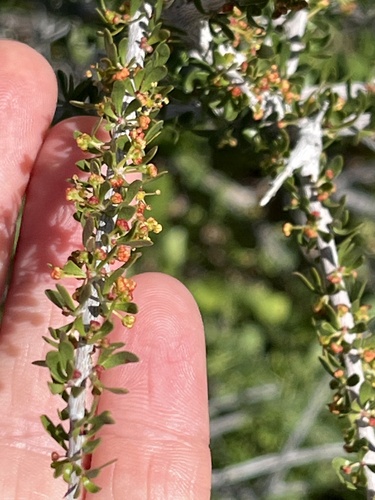 Hall's shrubby-spurge (Tetracoccus hallii)