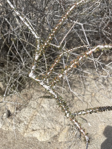 Hall's shrubby-spurge (Tetracoccus hallii)