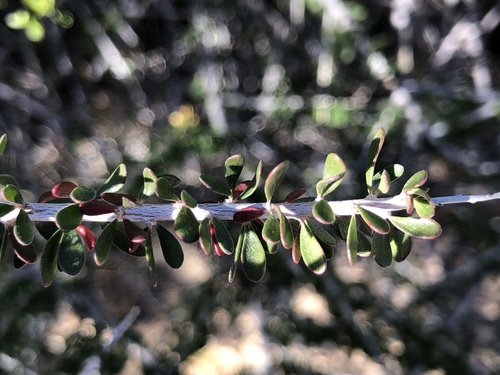Hall's shrubby-spurge (Tetracoccus hallii)
