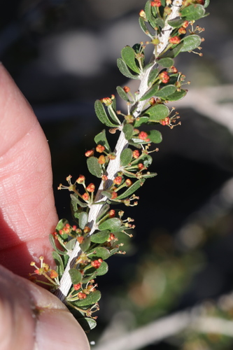 Hall's shrubby-spurge (Tetracoccus hallii)