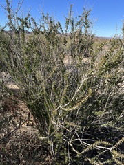 Hall's shrubby-spurge (Tetracoccus hallii)
