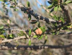 Hall's shrubby-spurge (Tetracoccus hallii)