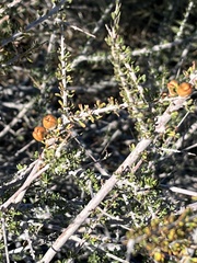 Hall's shrubby-spurge (Tetracoccus hallii)