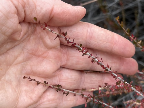 Hall's shrubby-spurge (Tetracoccus hallii)