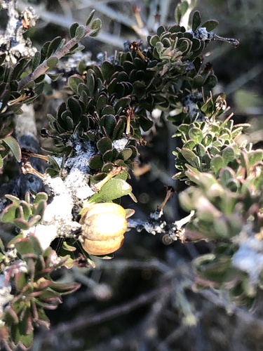 Hall's shrubby-spurge (Tetracoccus hallii)