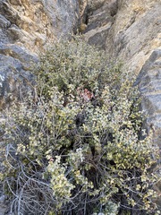 Hollybush (Tetracoccus ilicifolius)