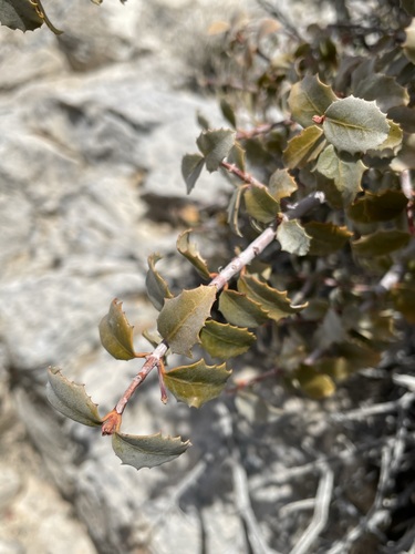 Hollybush (Tetracoccus ilicifolius)