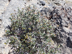 Hollybush (Tetracoccus ilicifolius)