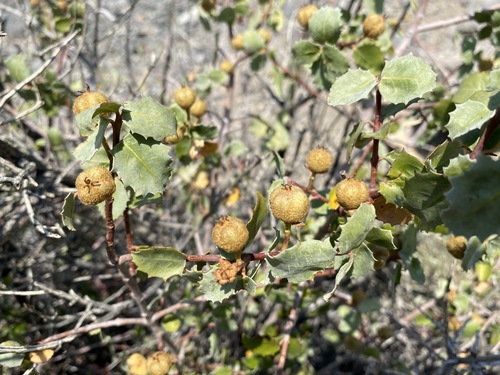 Hollybush (Tetracoccus ilicifolius)