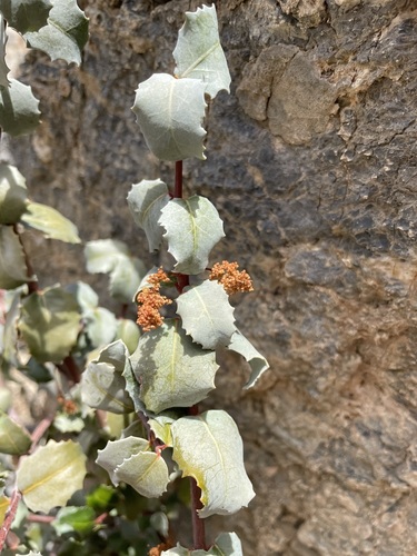 Hollybush (Tetracoccus ilicifolius)