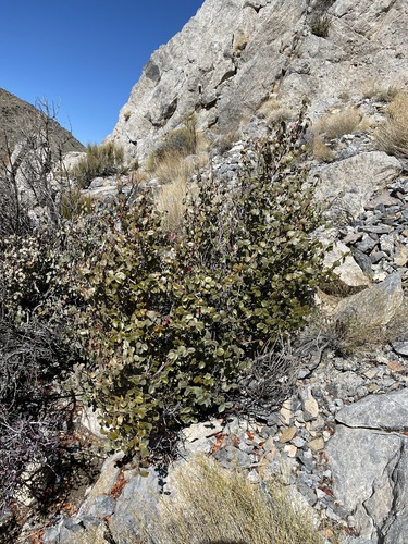 Hollybush (Tetracoccus ilicifolius)