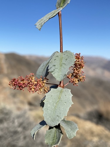 Hollybush (Tetracoccus ilicifolius)