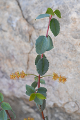 Hollybush (Tetracoccus ilicifolius)