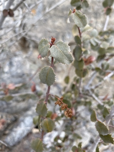 Hollybush (Tetracoccus ilicifolius)