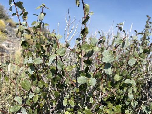 Hollybush (Tetracoccus ilicifolius)