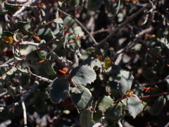 Hollybush (Tetracoccus ilicifolius)