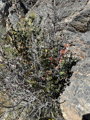 Hollybush (Tetracoccus ilicifolius)