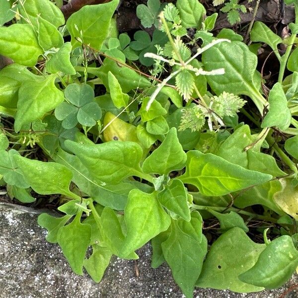 New Zealand spinach (Tetragonia tetragonoides)