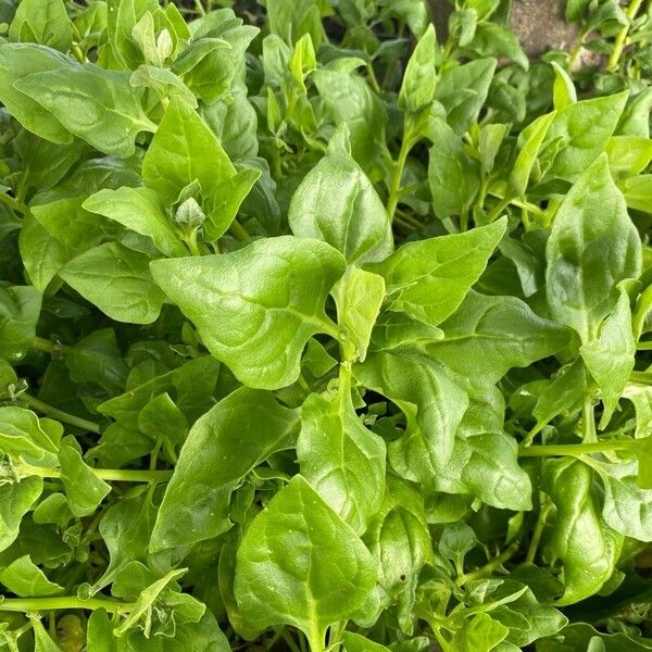 New Zealand spinach (Tetragonia tetragonoides)