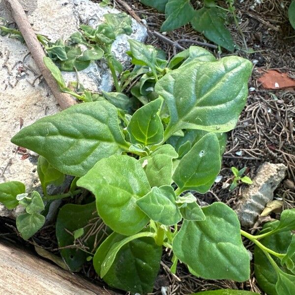 New Zealand spinach (Tetragonia tetragonoides)