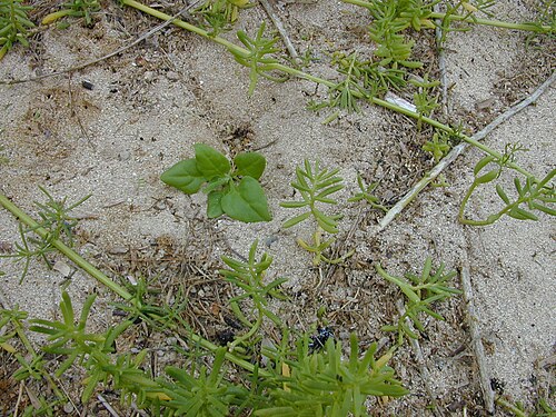 New Zealand spinach: Tetragonia tetragonioides (in pickleweed). Location: Maui, Kanaha Beach