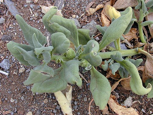 New Zealand spinach: Tetragonia tetragonioides (leaves). Location: Maui, Kula