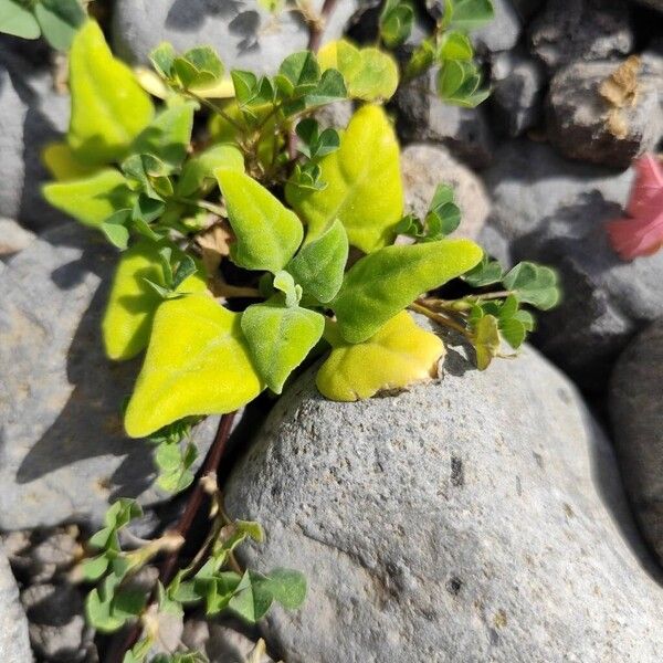 New Zealand spinach (Tetragonia tetragonoides)