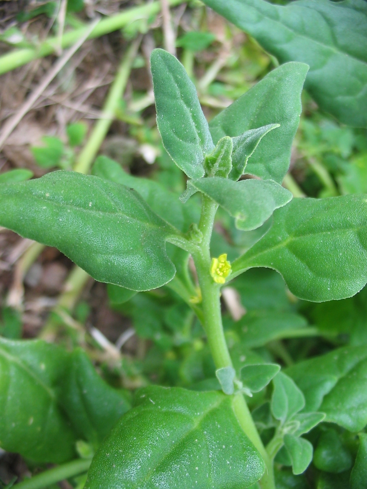 New Zealand spinach: Neuseeland-Spinat ( Tetragonia tetragonioides ) - Blüte