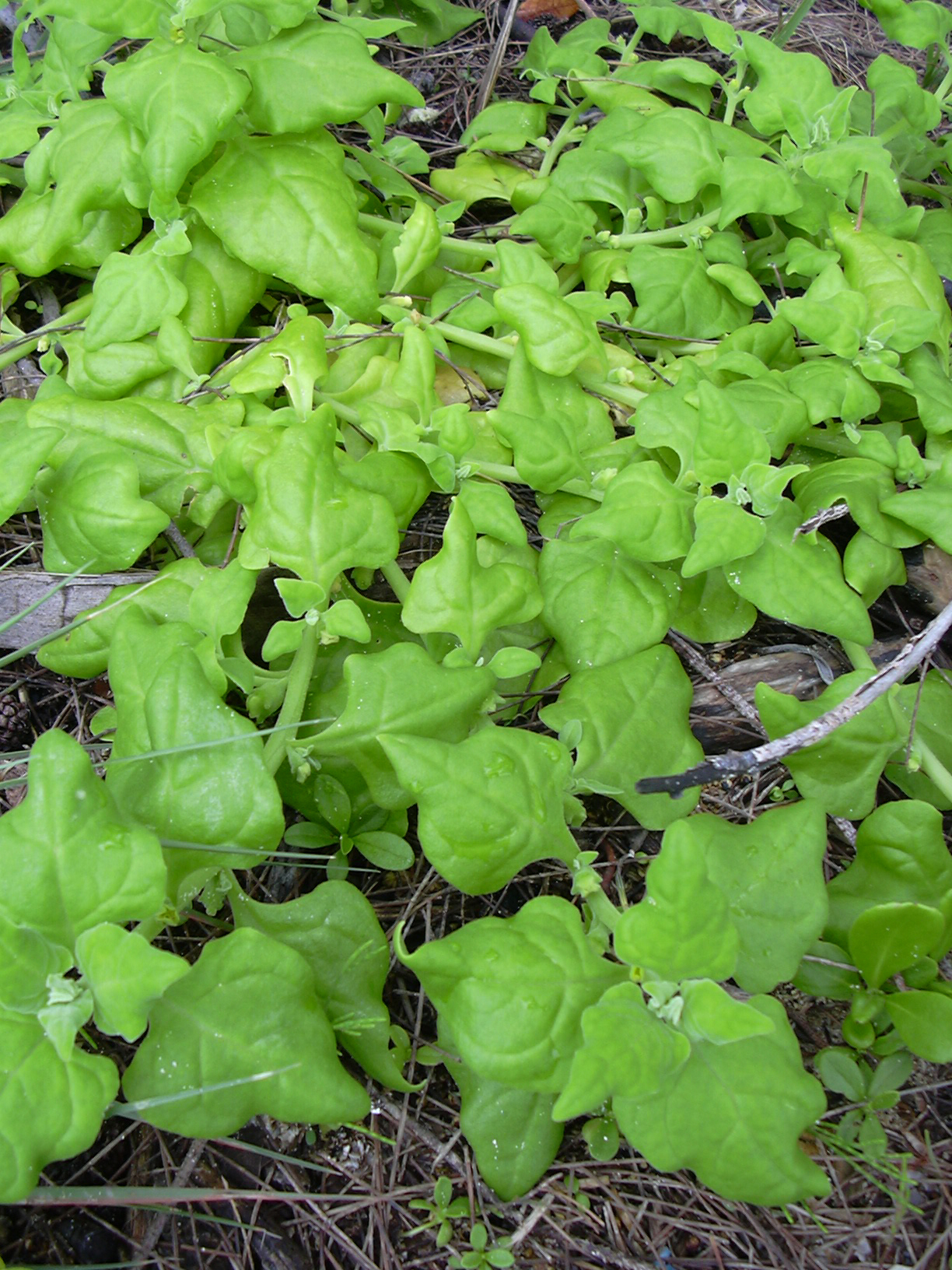 New Zealand spinach: Tetragonia tetragonioides (habit). Location: Maui, Kanaha Beach