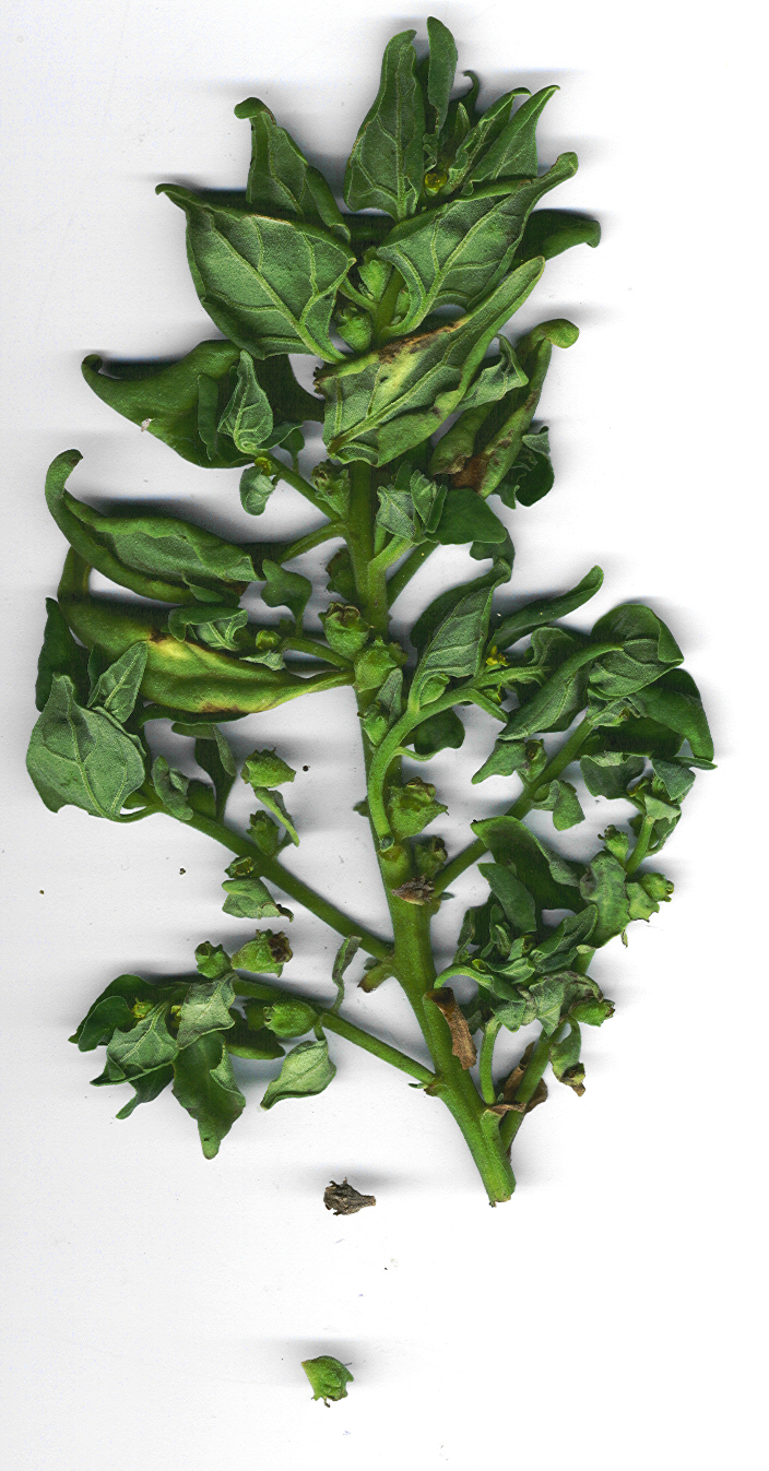 New Zealand spinach: Tetragonia tetragonioides (plant). Location: Maui, Kula