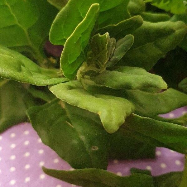 New Zealand spinach (Tetragonia tetragonoides)