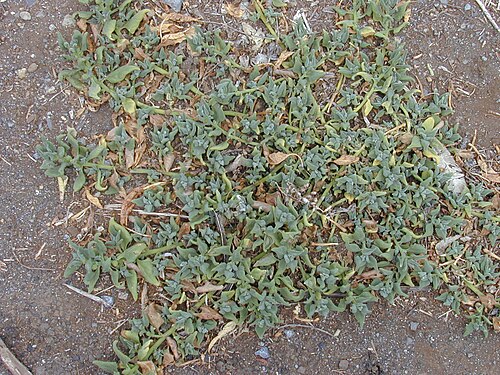 New Zealand spinach: Tetragonia tetragonioides (habit). Location: Maui, Kula