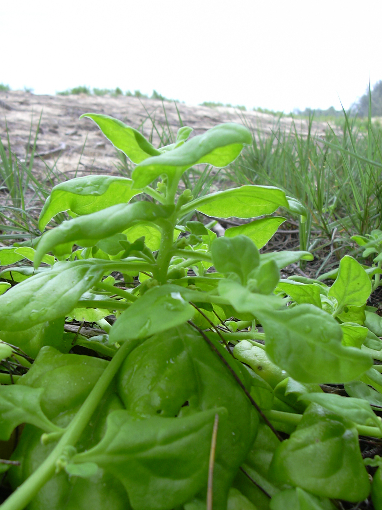 New Zealand spinach: Tetragonia tetragonioides (habit). Location: Maui, Kanaha Beach