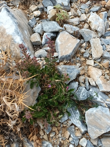 Wall germander (Teucrium chamaedrys)