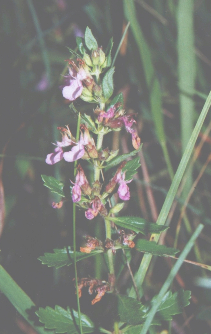 Wall germander (Teucrium chamaedrys)