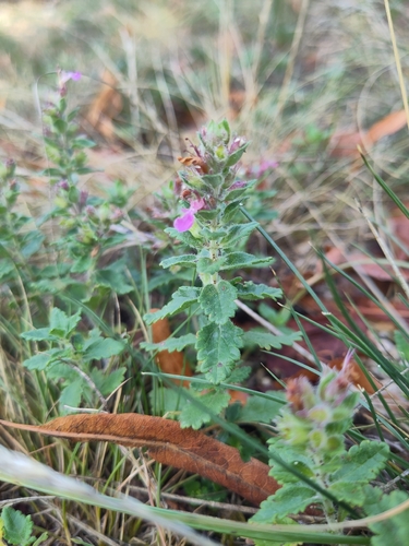 Wall germander (Teucrium chamaedrys)