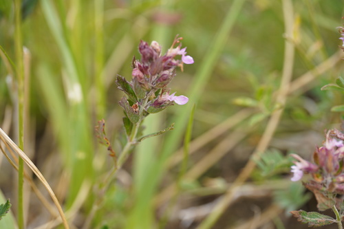 Wall germander (Teucrium chamaedrys)