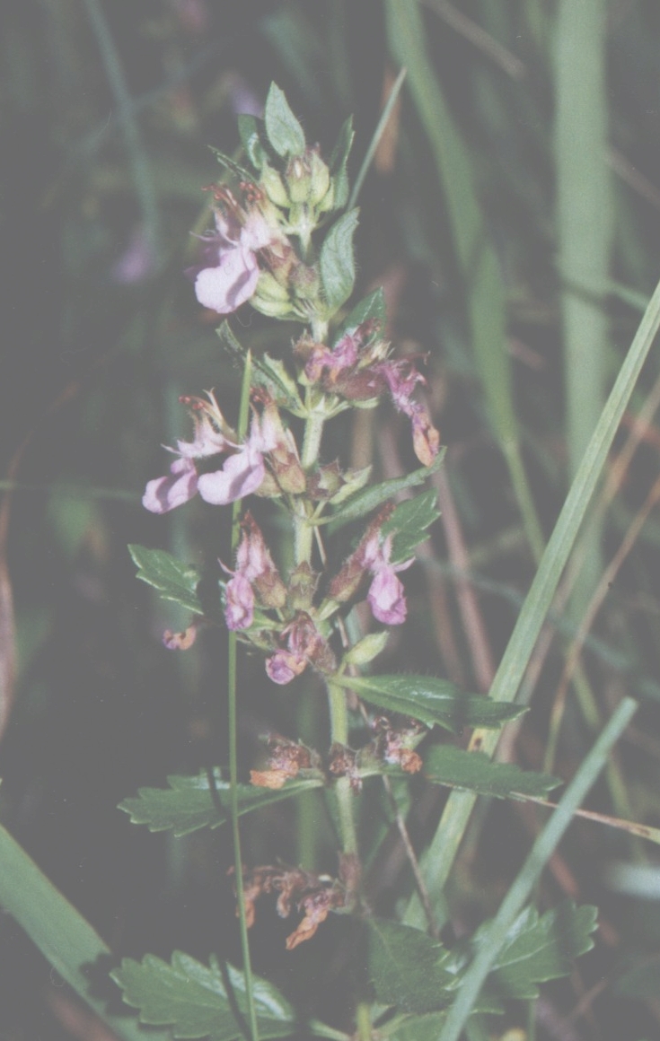 Wall germander (Teucrium chamaedrys)