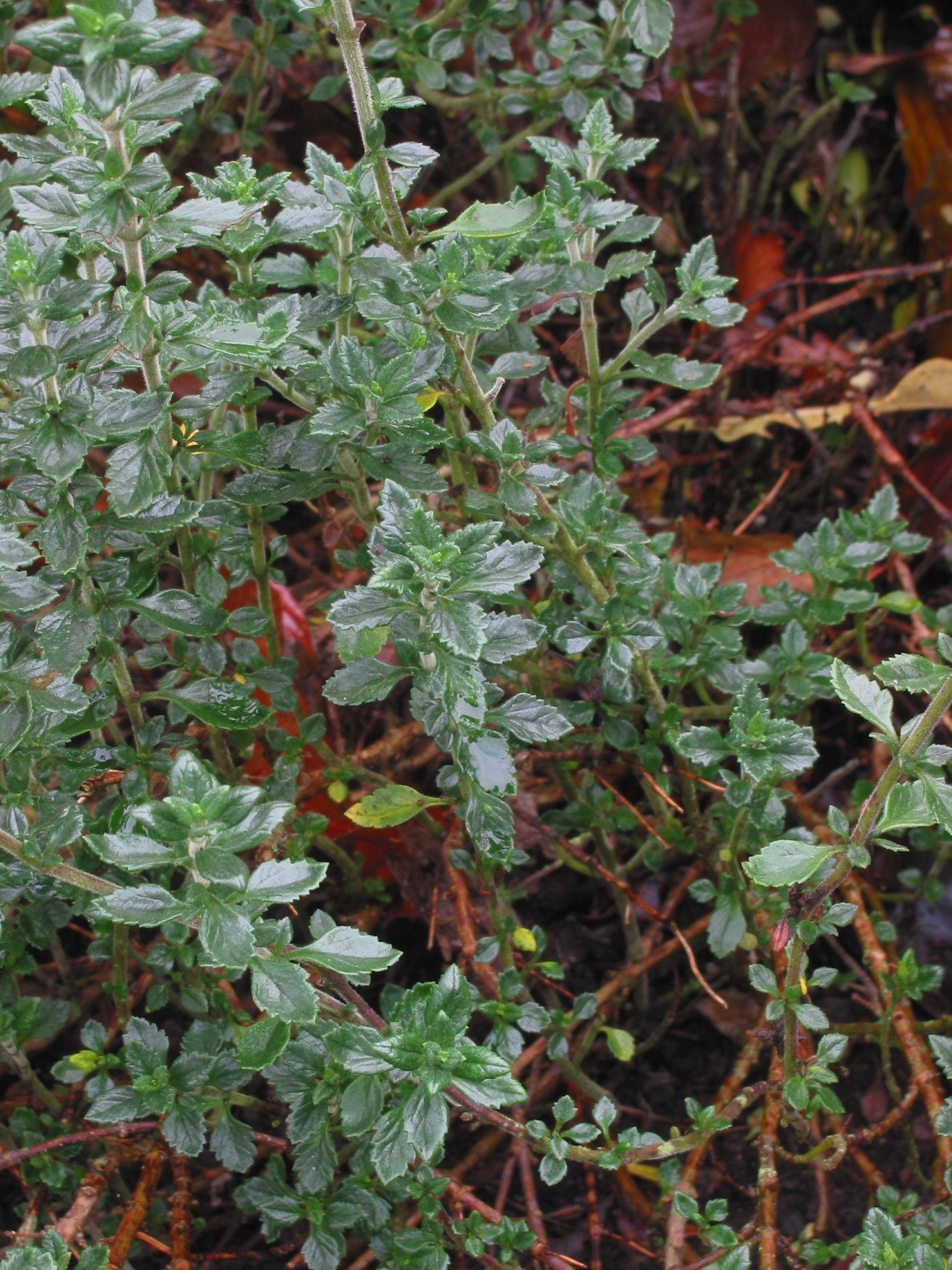Wall germander: (nl: Echte gamander plant) Teucrium chamaedrys subsp. germanicum;