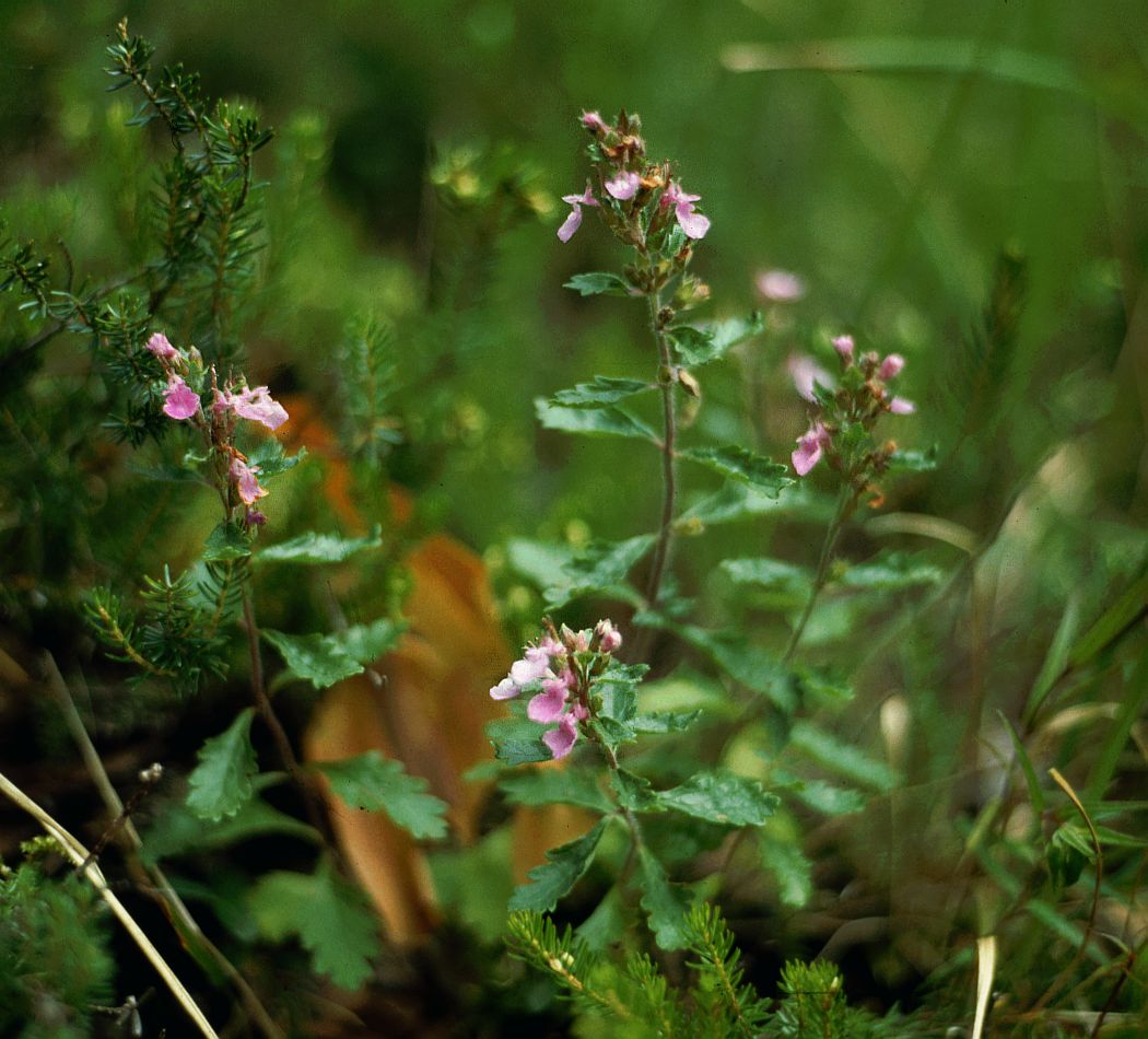 Wall germander: Edel-Gamander ( Teucrium chamaedrys ), Lippenblütler (Lamiaceae) - Österreich/Austria/Autriche: Tirol, Fernpass, Fernstein