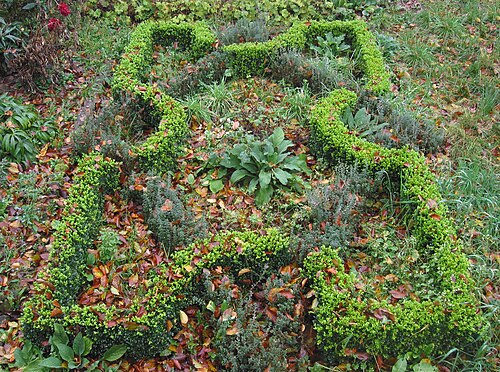 Wall germander: Knooptuin met Teucrium chamaedrys subsp. germanicum en Buxus sempervirens